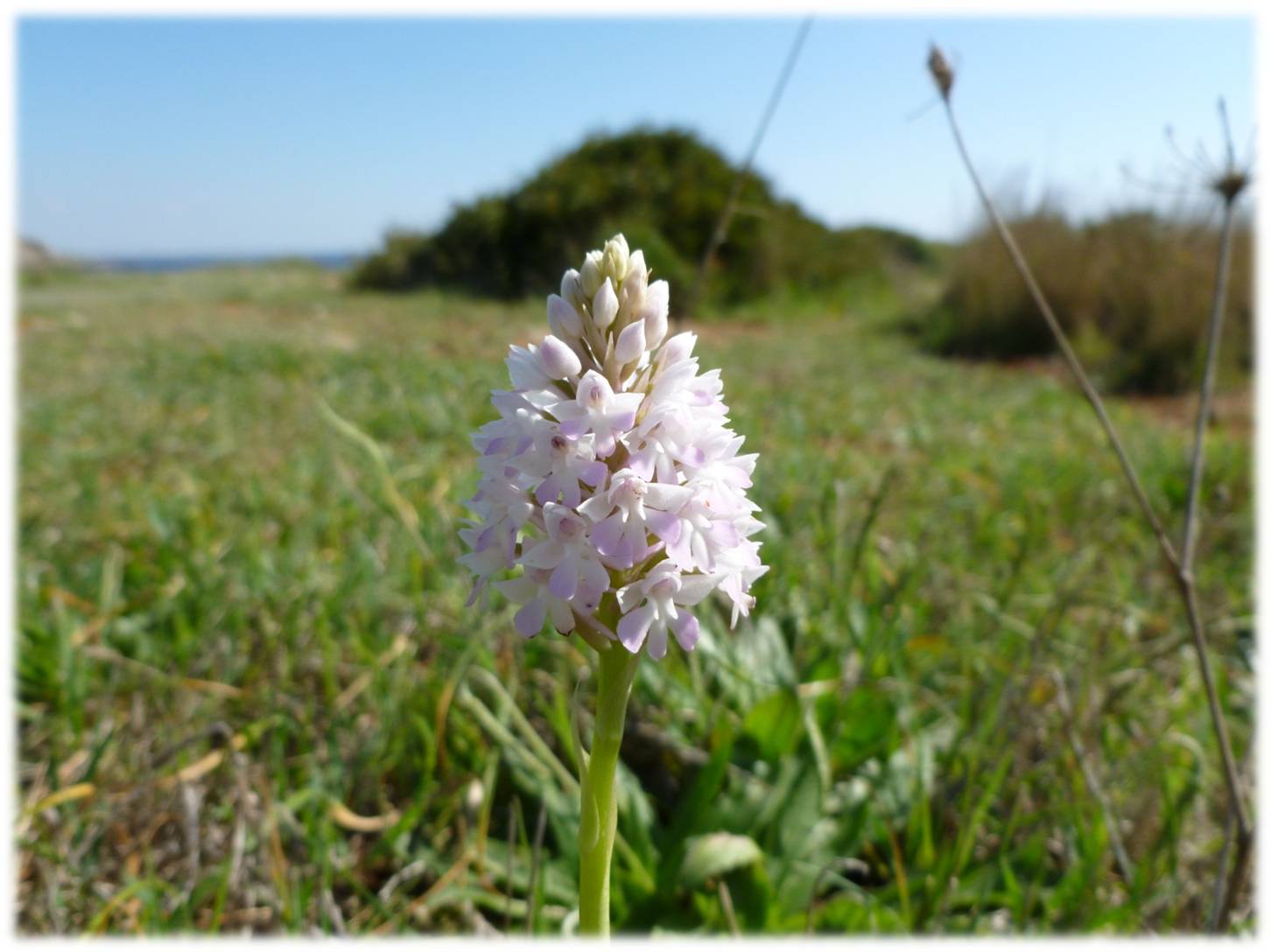 Anacamptis pyramidalis