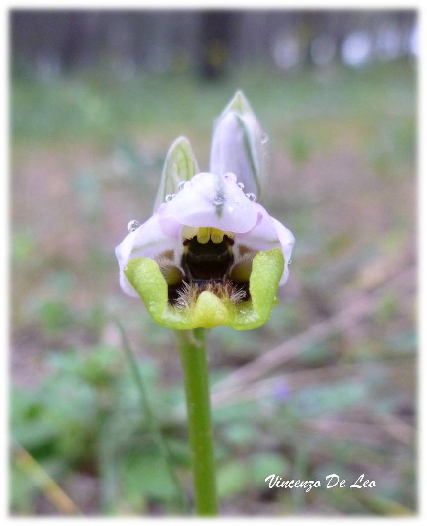 Ophrys tenthredinifera