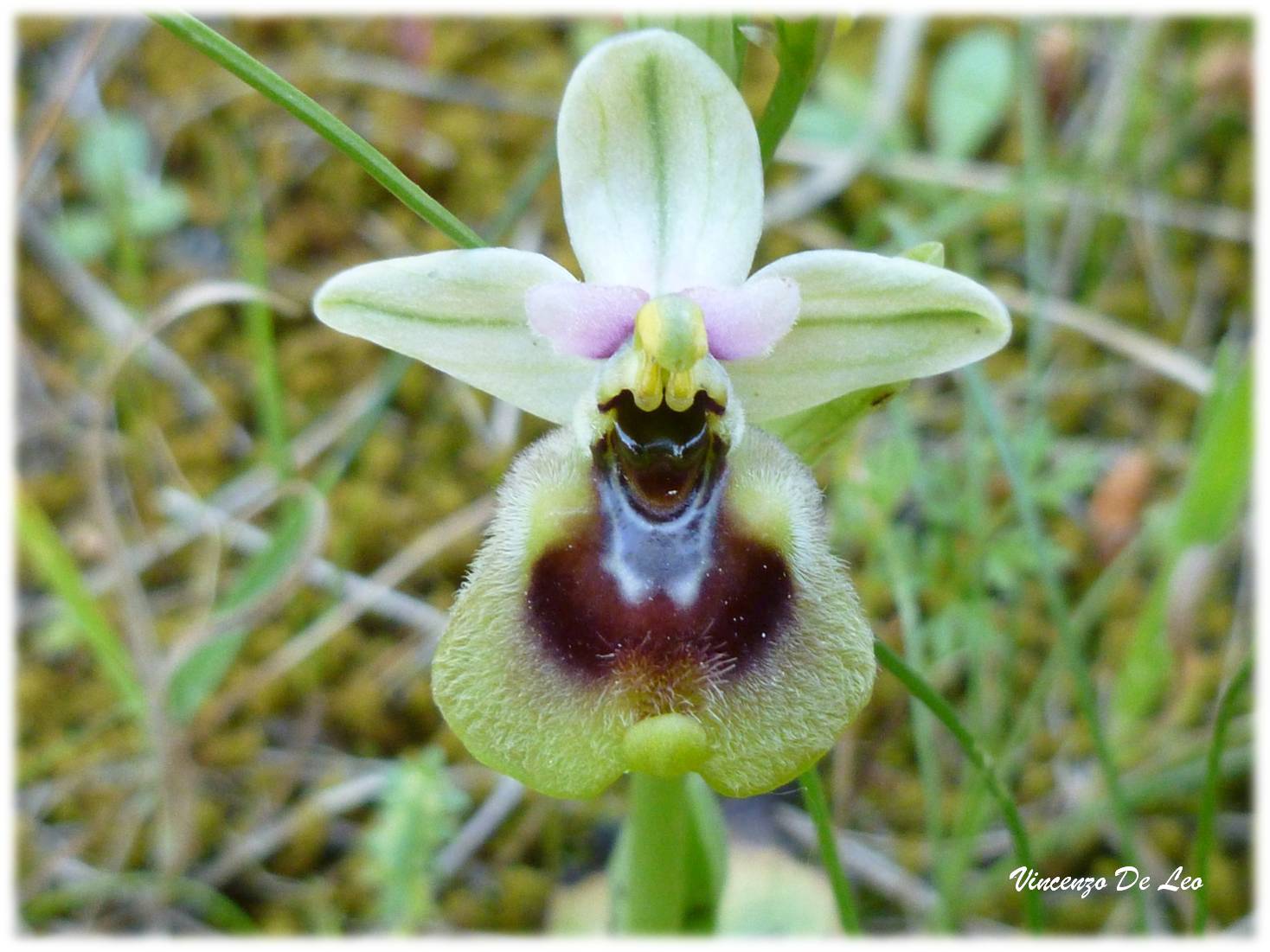 Ophrys tenthredinifera