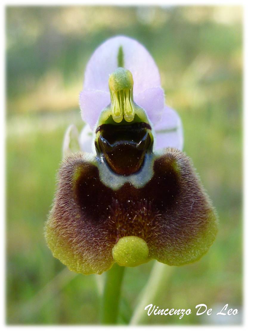 Ophrys tenthredinifera