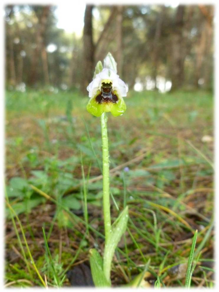 Ophrys tenthredinifera