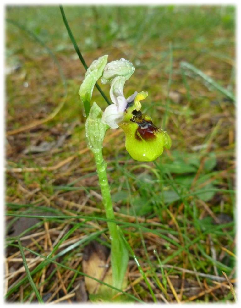 Ophrys tenthredinifera