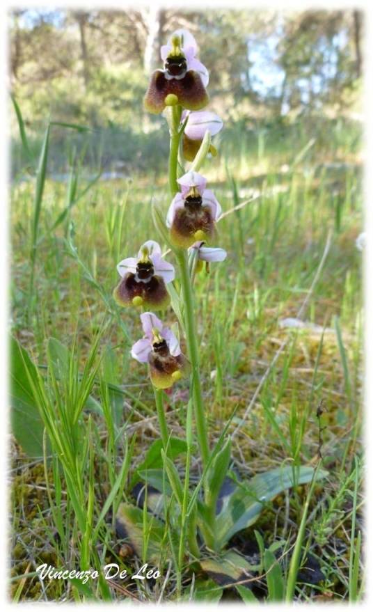 Ophrys tenthredinifera