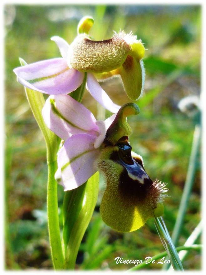 Ophrys tenthredinifera