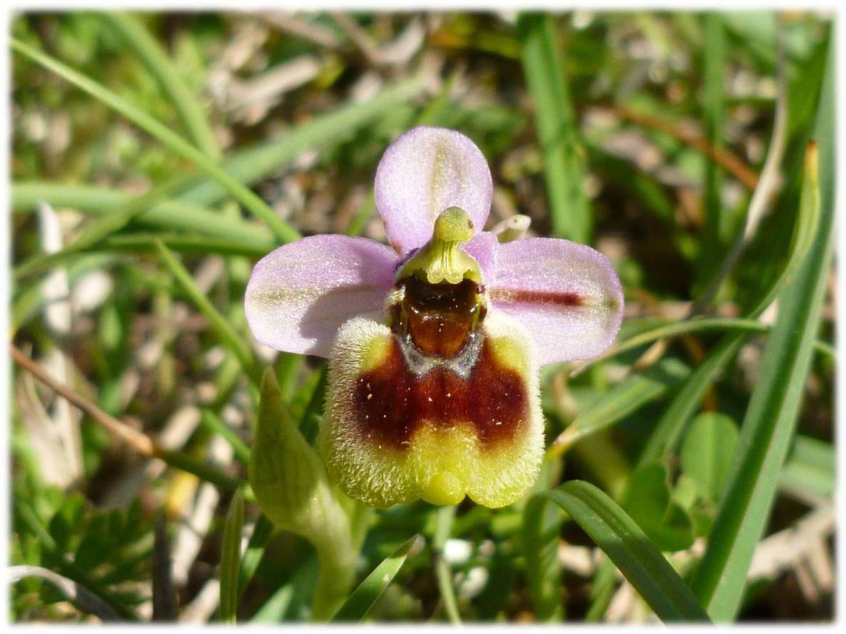 Ophrys tenthredinifera