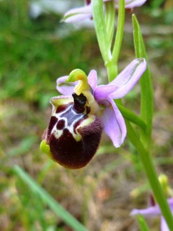 Identificazione O. Fuciflora