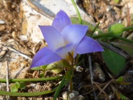 Romulea bulbocodium e Crocus sp.