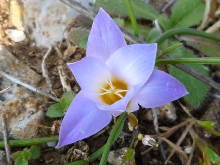 Romulea bulbocodium e Crocus sp.