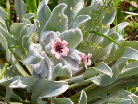 Cynoglossum cheirifolium