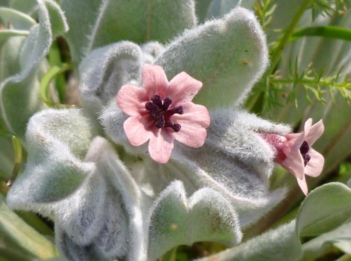 Cynoglossum cheirifolium