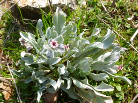 Cynoglossum cheirifolium