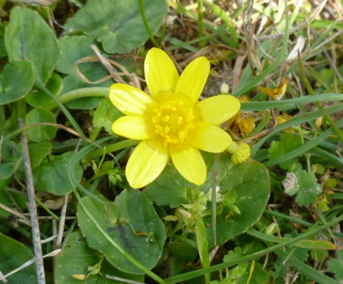 Ranunculus ficaria L. sl.