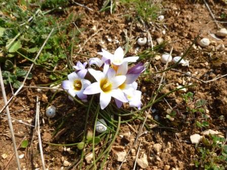 Romulea bulbocodium e Crocus sp.