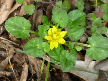 Ranunculus ficaria L. sl.