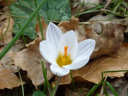 Romulea bulbocodium e Crocus sp.