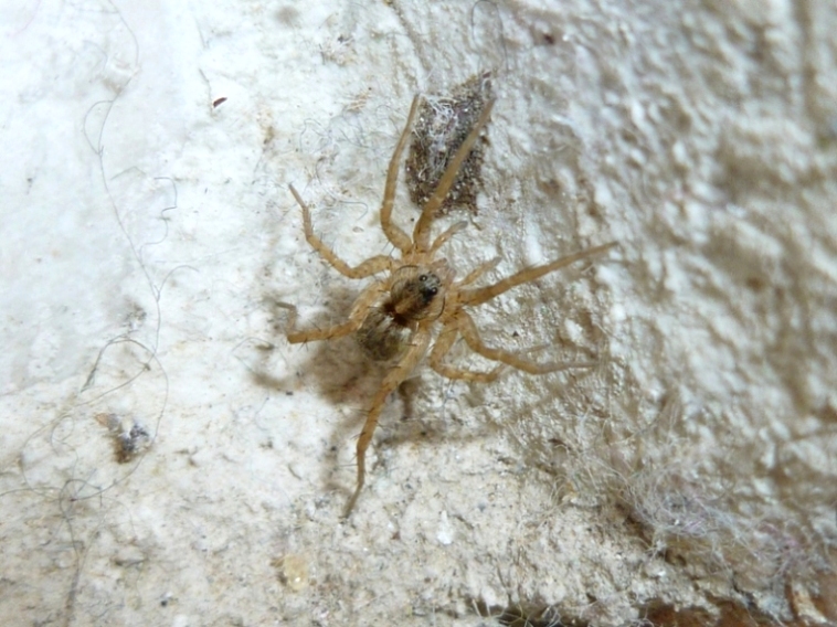 Maschio di Thomisus,  Oecobius sp. e Pardosa sp.