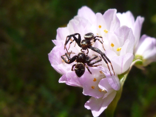 ragni in lotta: Maschi di Synema globosum con femmina