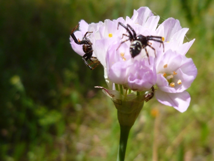 ragni in lotta: Maschi di Synema globosum con femmina