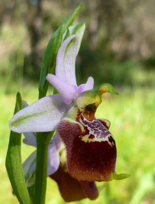 Tutte Ophrys dinarica o... holosericea?!