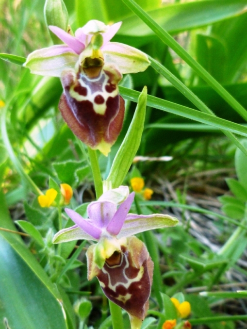 Tutte Ophrys dinarica o... holosericea?!