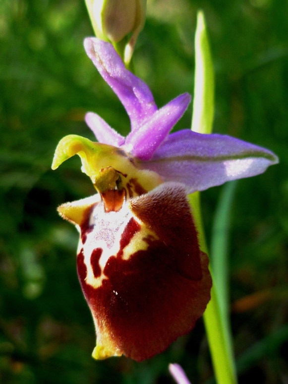 Tutte Ophrys dinarica o... holosericea?!