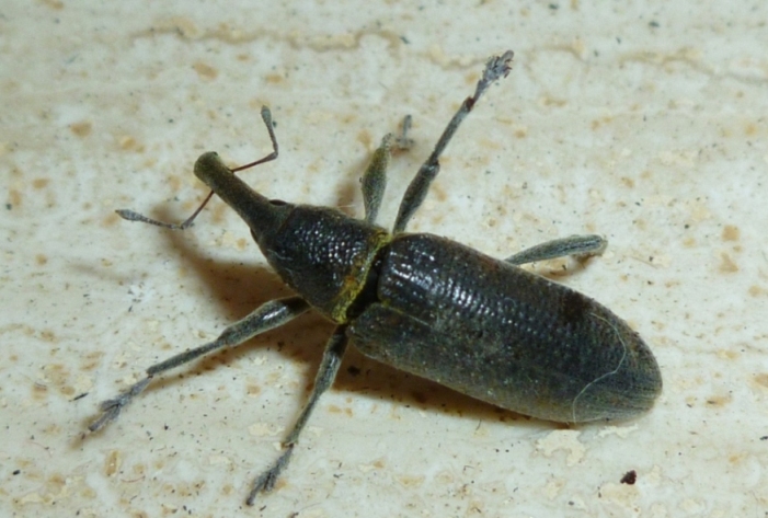 cos''? Lixus pulverulentus