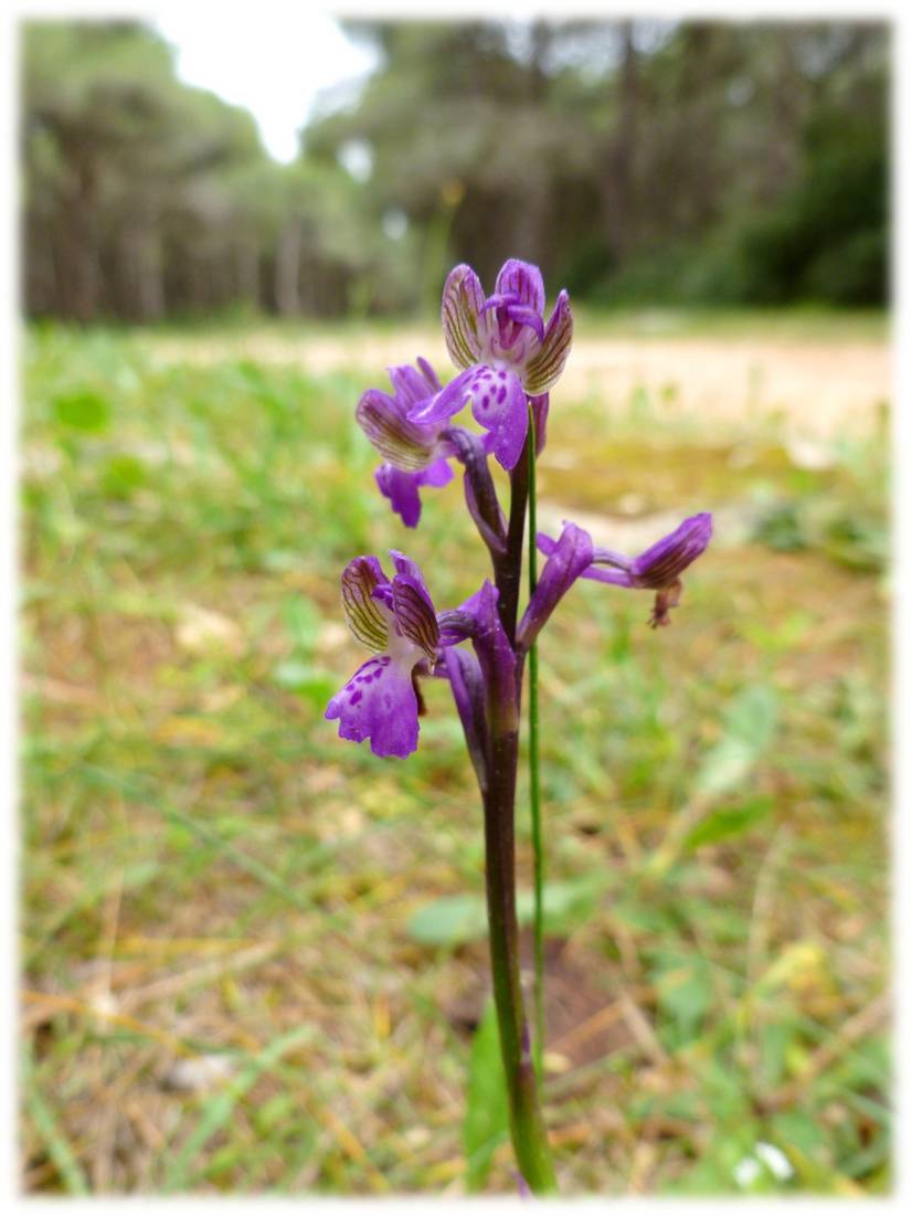 Orchis morio?