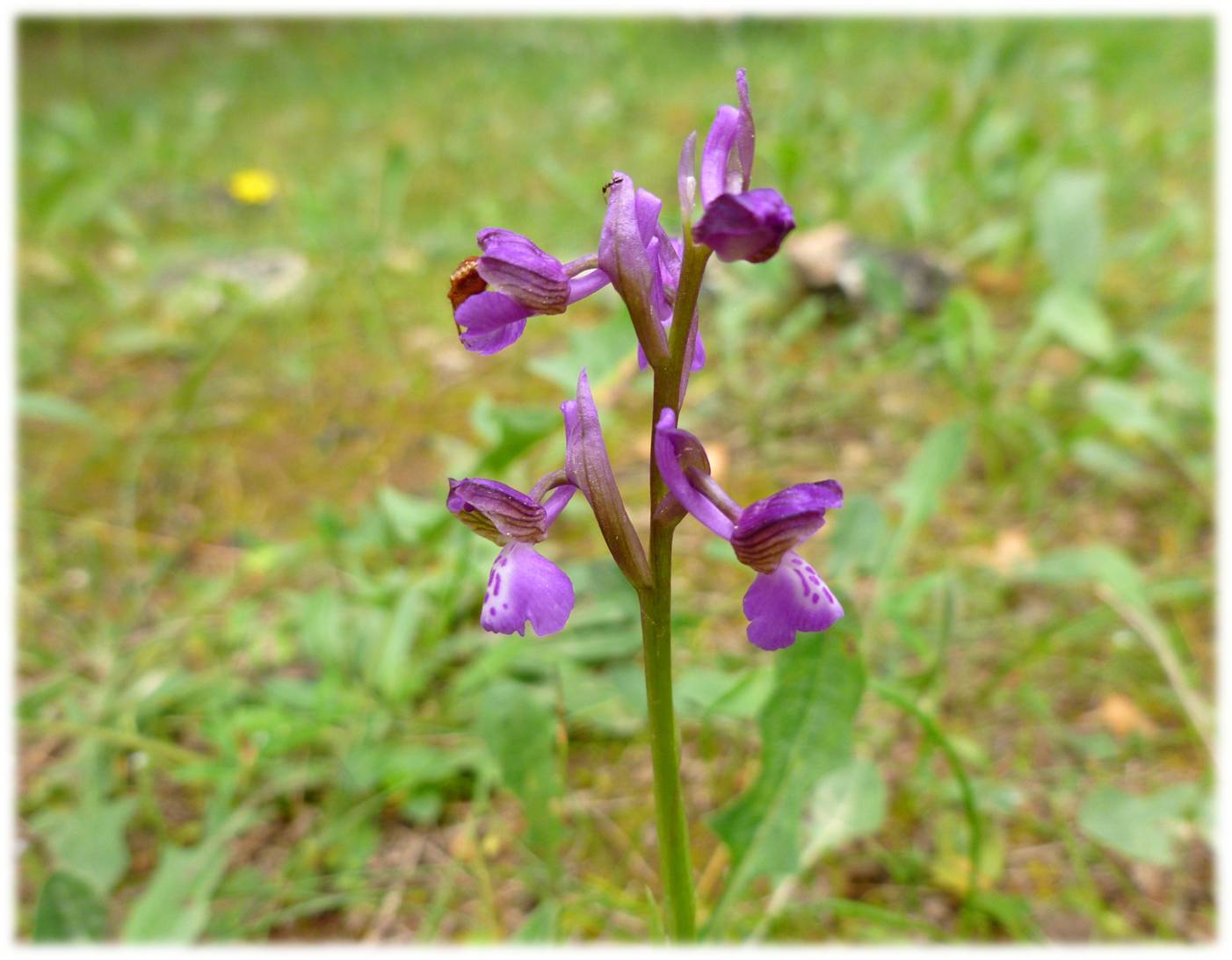 Orchis morio?