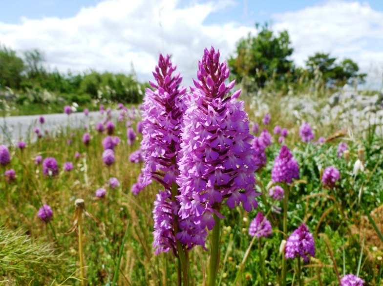 Anacamptis pyramidalis