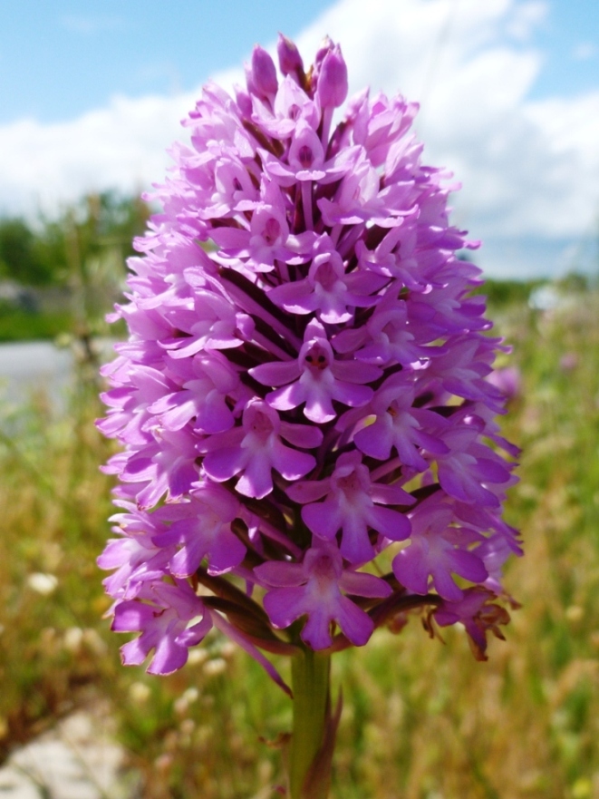 Anacamptis pyramidalis