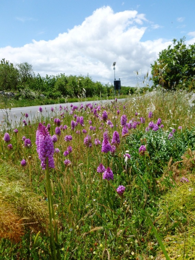 Anacamptis pyramidalis