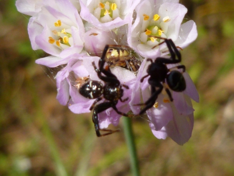 ragni in lotta: Maschi di Synema globosum con femmina