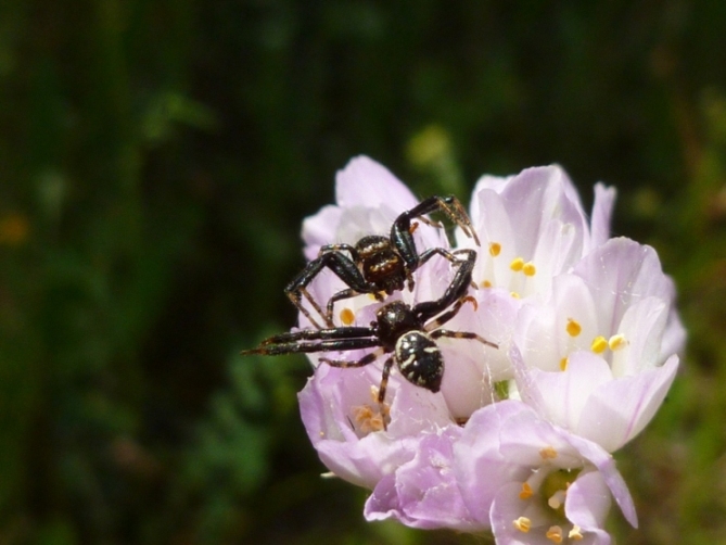 ragni in lotta: Maschi di Synema globosum con femmina