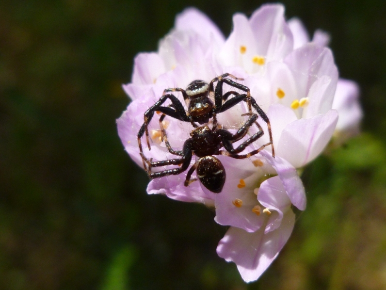 ragni in lotta: Maschi di Synema globosum con femmina