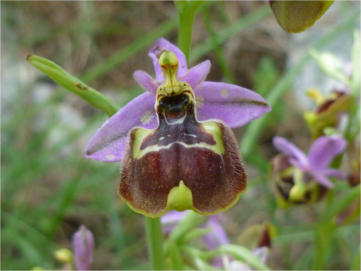 ophrys id