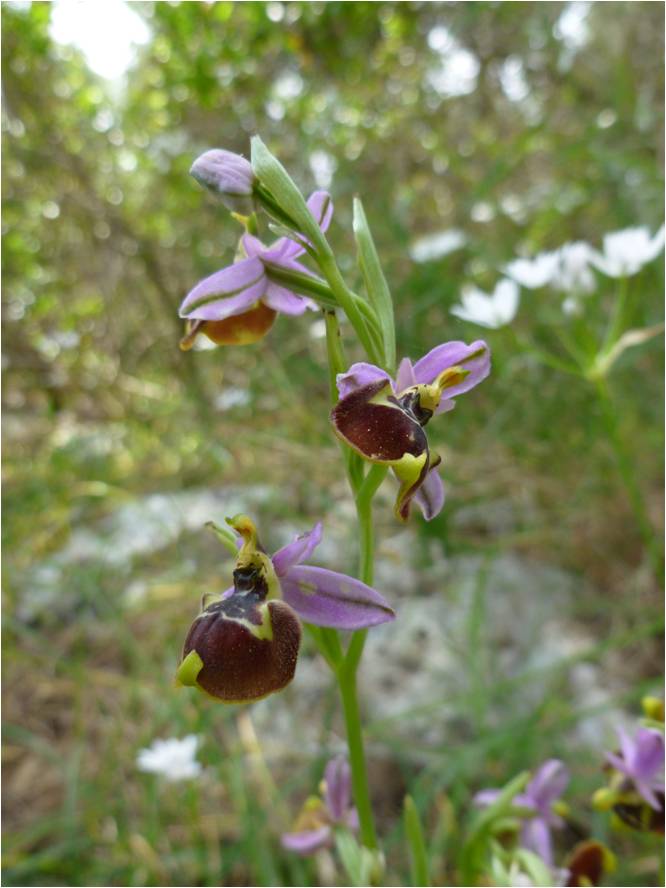 ophrys id