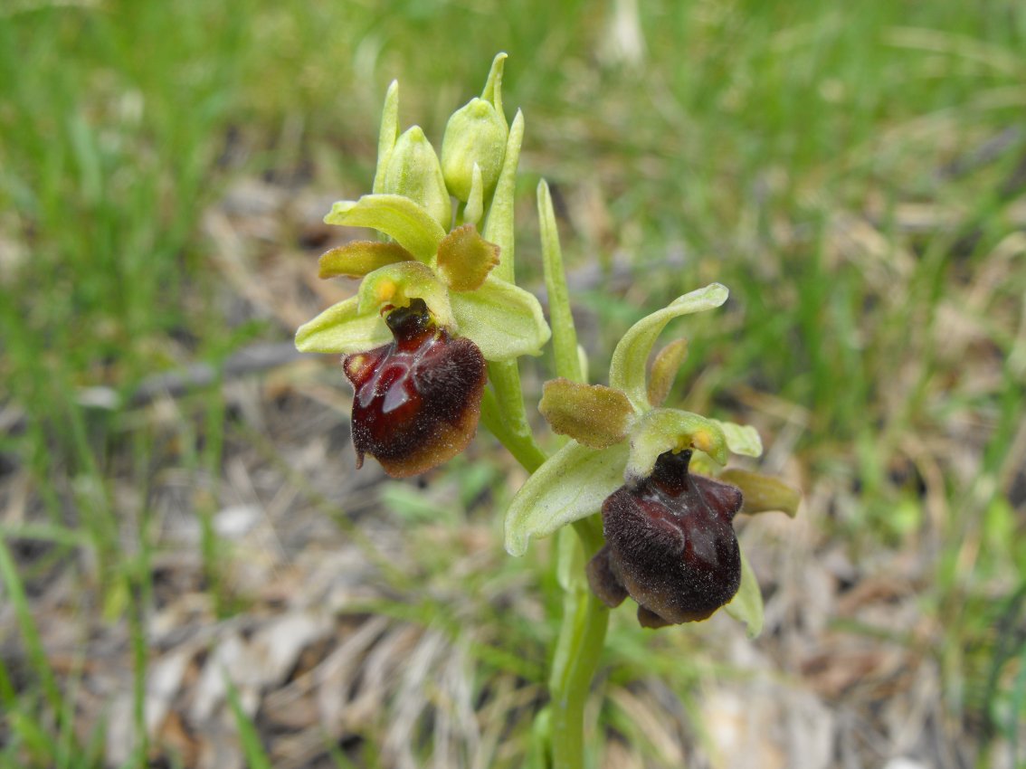 Ophrys massiliensis