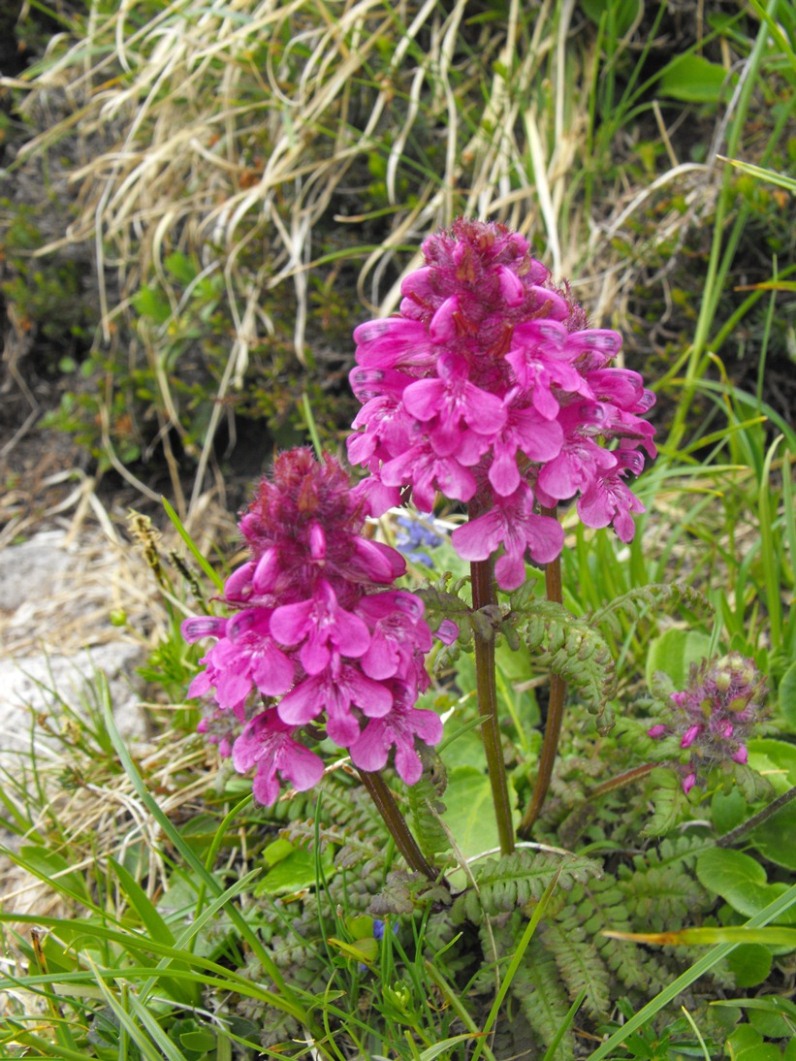 Pedicularis verticillata / Pedicolare a foglie verticillate