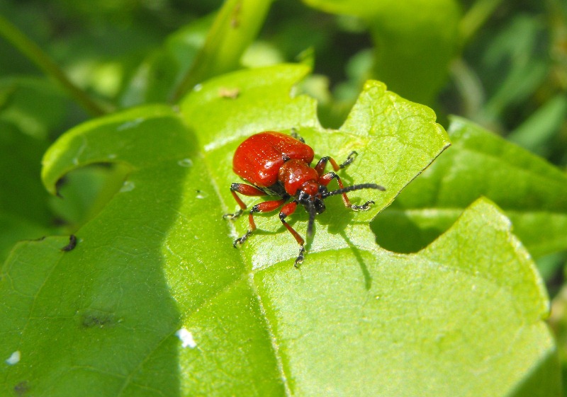 Da determinare: Lilioceris merdigera