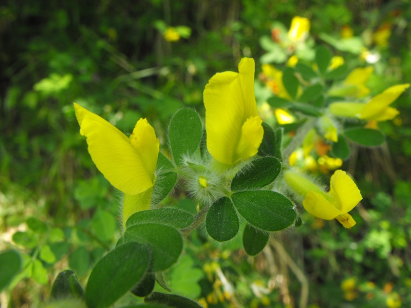 Chamaecytisus hirsutus