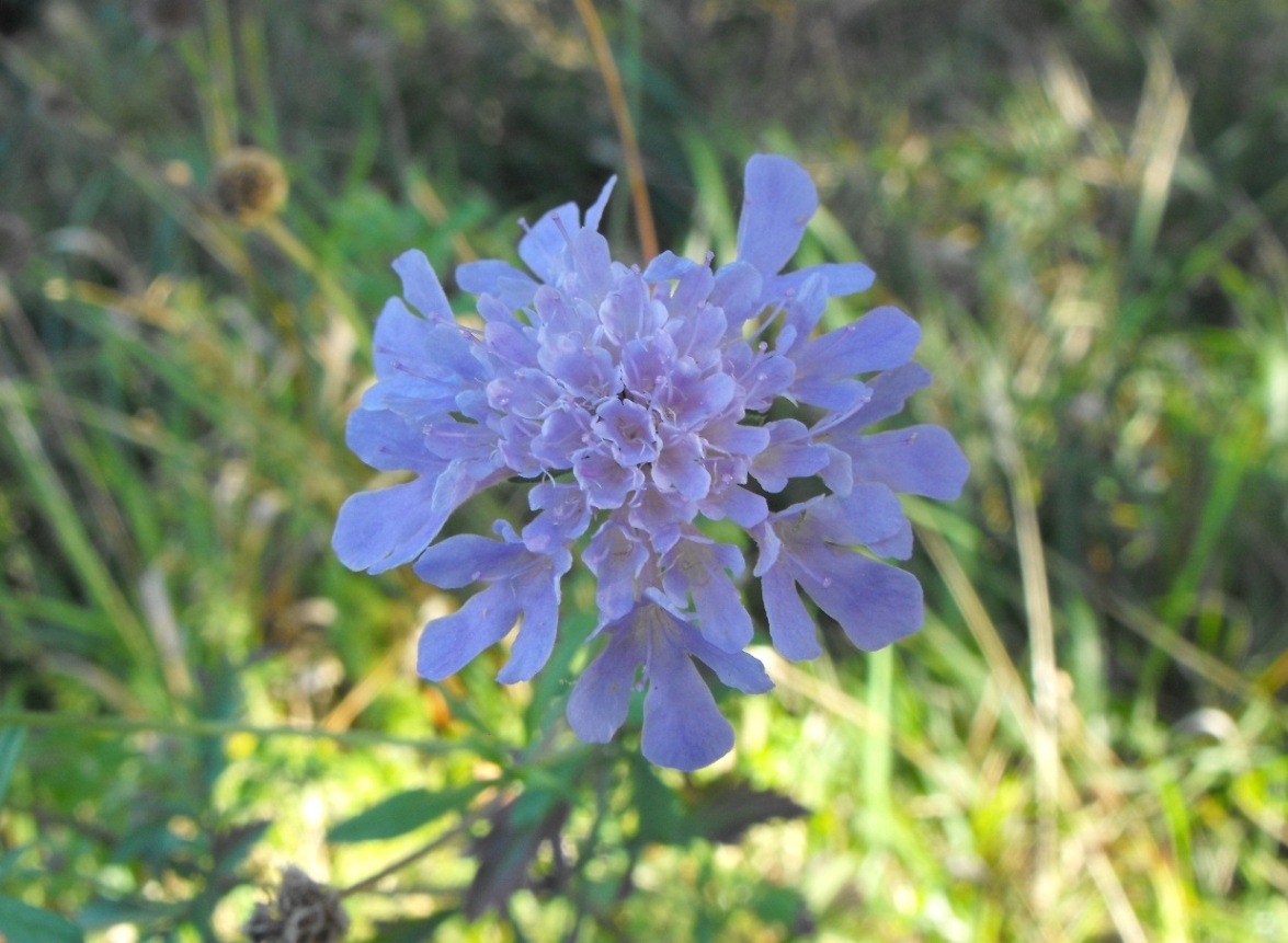 Da determinare - Scabiosa cfr. maritima