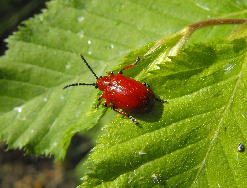 Da determinare: Lilioceris merdigera