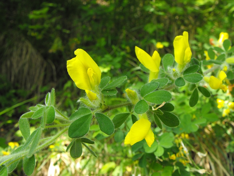 Chamaecytisus hirsutus