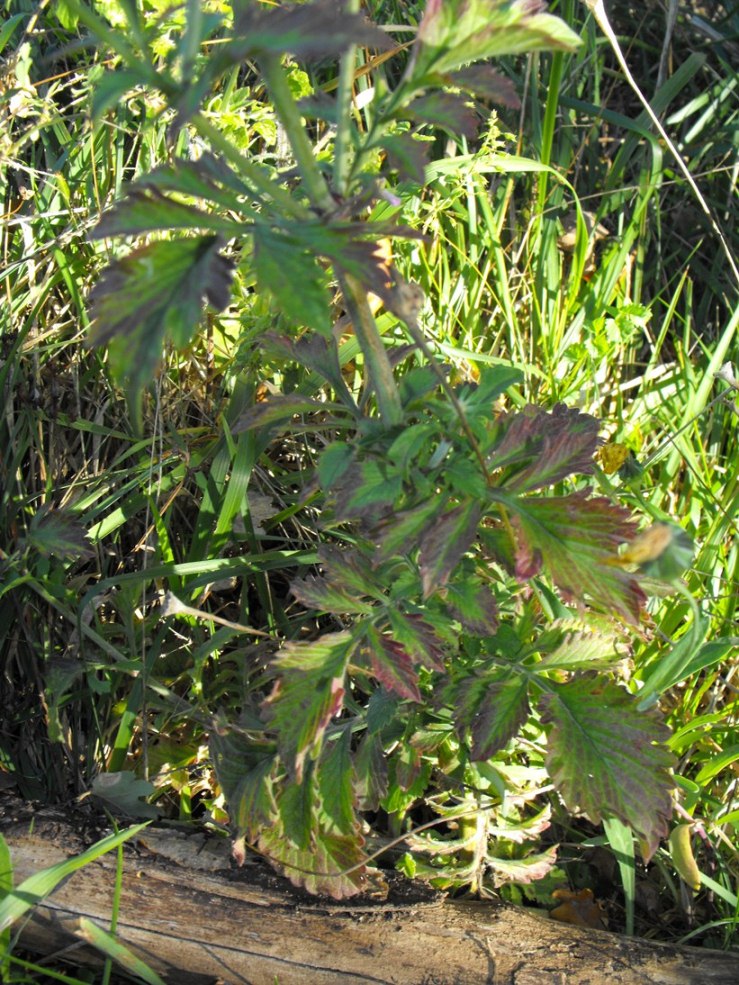 Da determinare - Scabiosa cfr. maritima