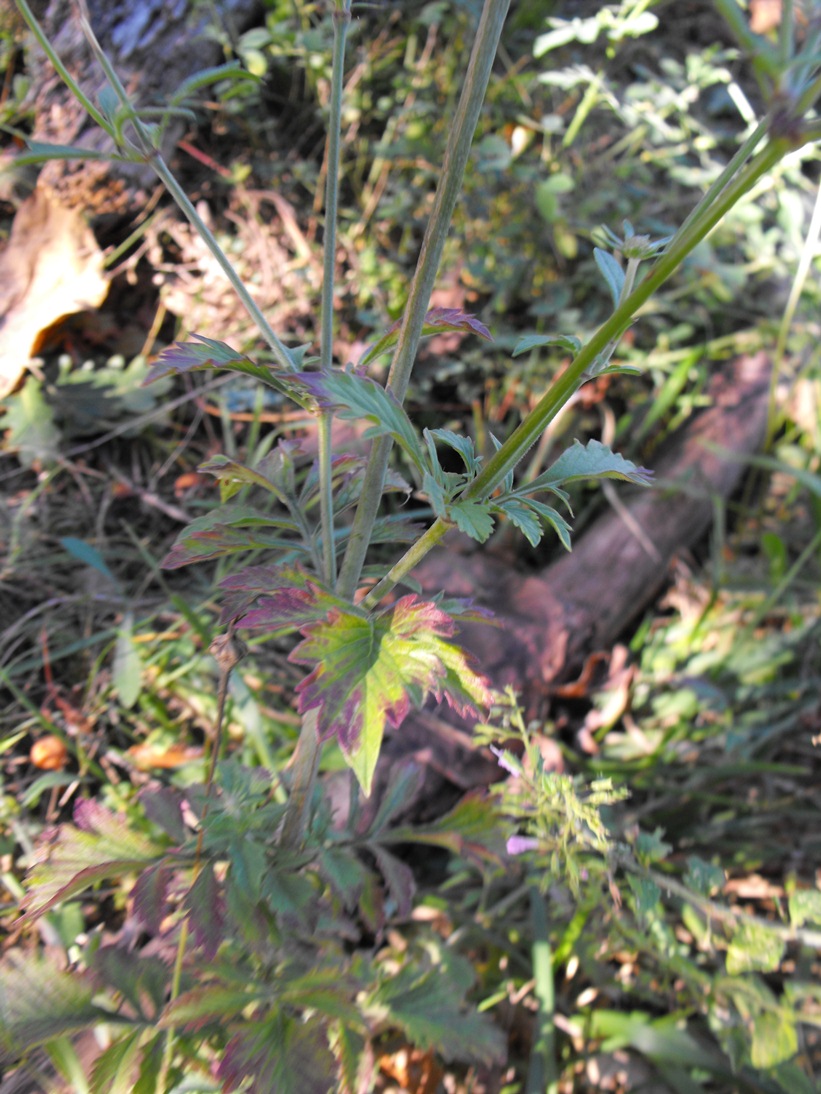 Da determinare - Scabiosa cfr. maritima