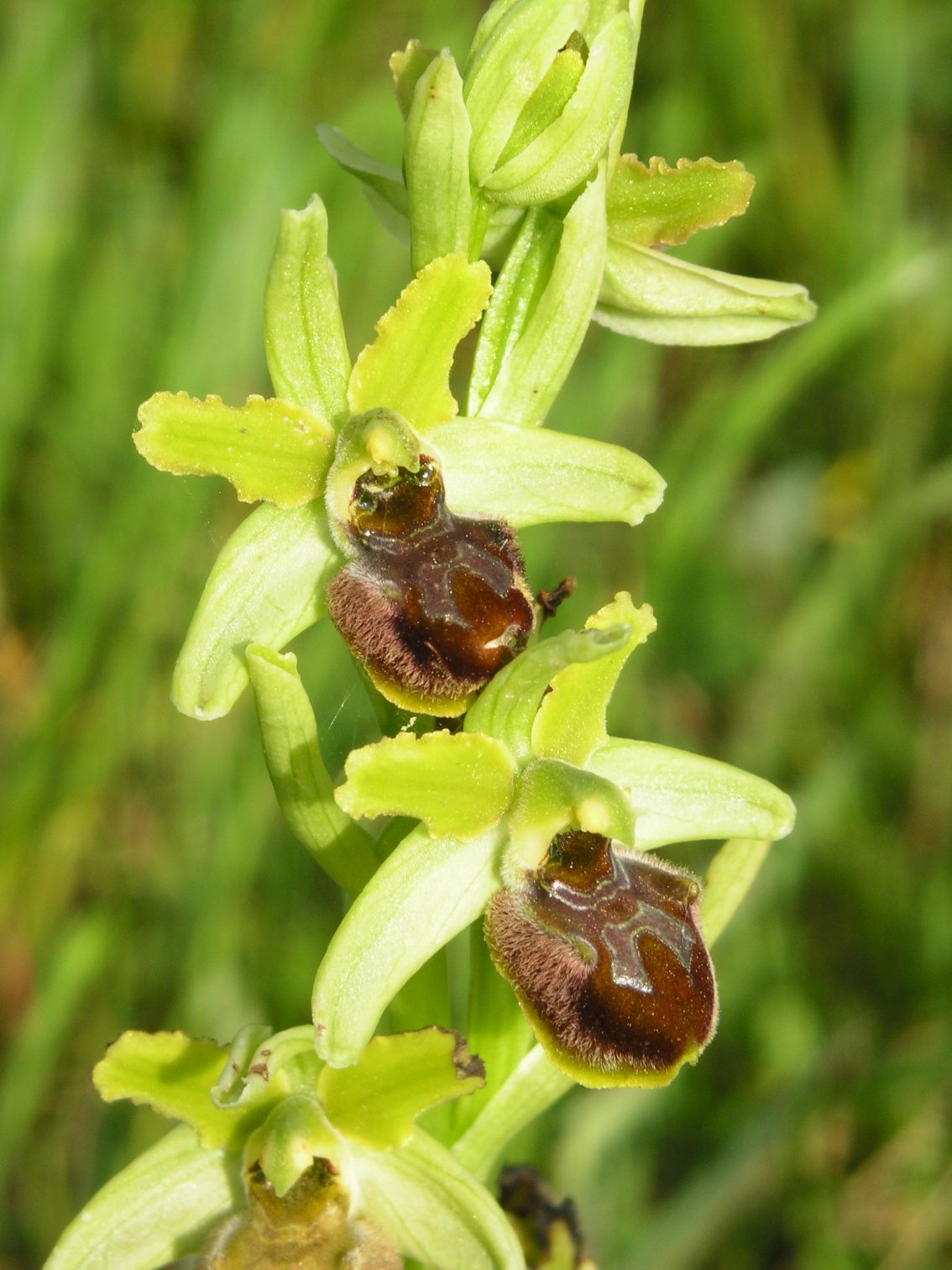 Ophrys massiliensis