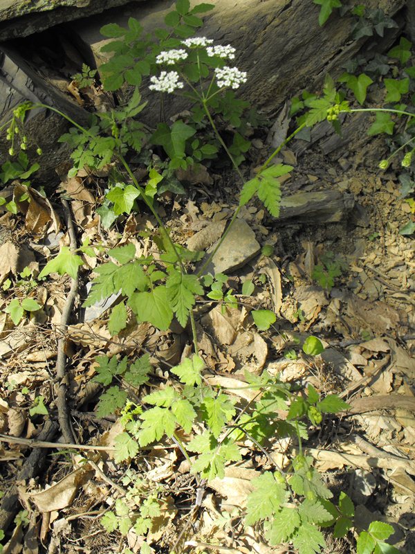 Ombrellifera - cfr. Chaerophyllum temulum