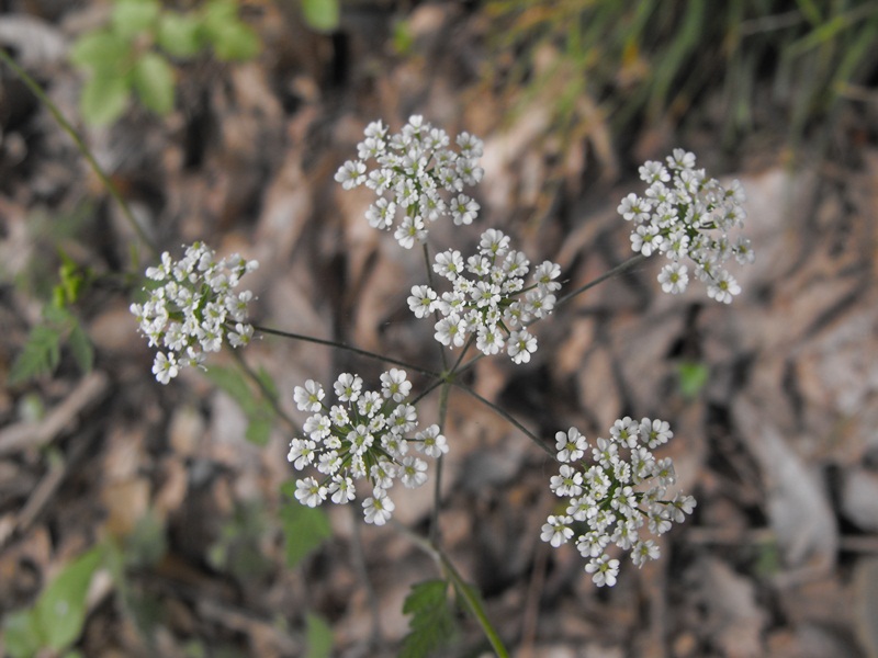 Ombrellifera - cfr. Chaerophyllum temulum