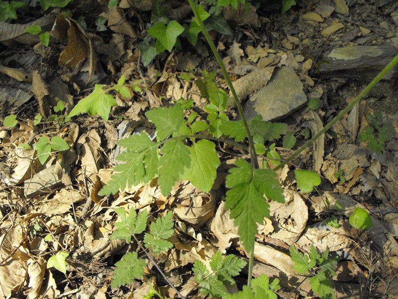 Ombrellifera - cfr. Chaerophyllum temulum