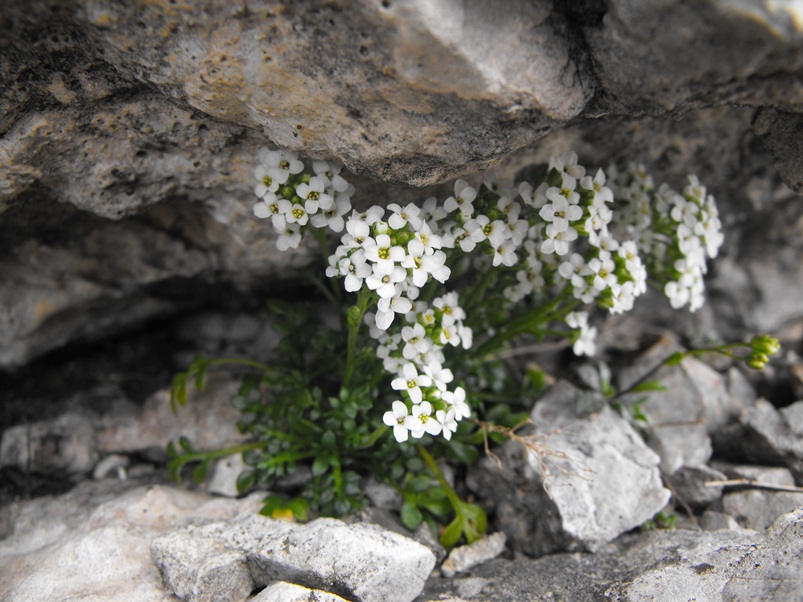 Hornungia alpina